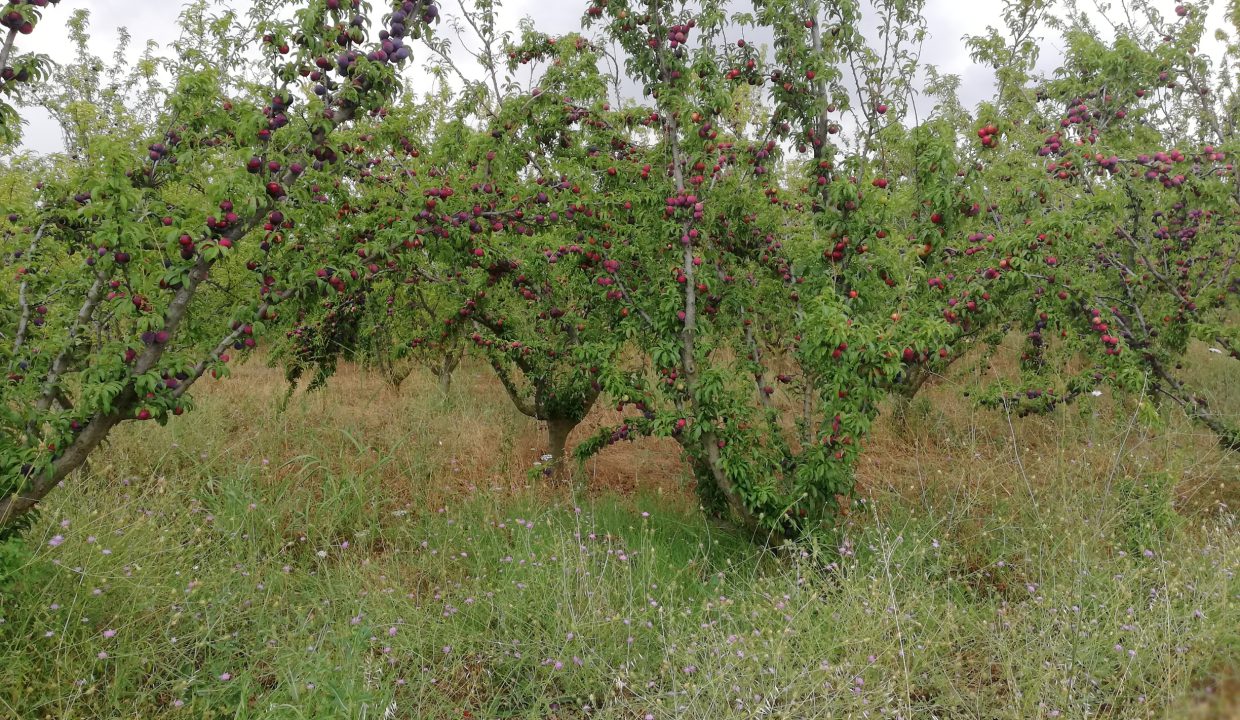 IMG_20180621_114756_resized_20200527_070138715