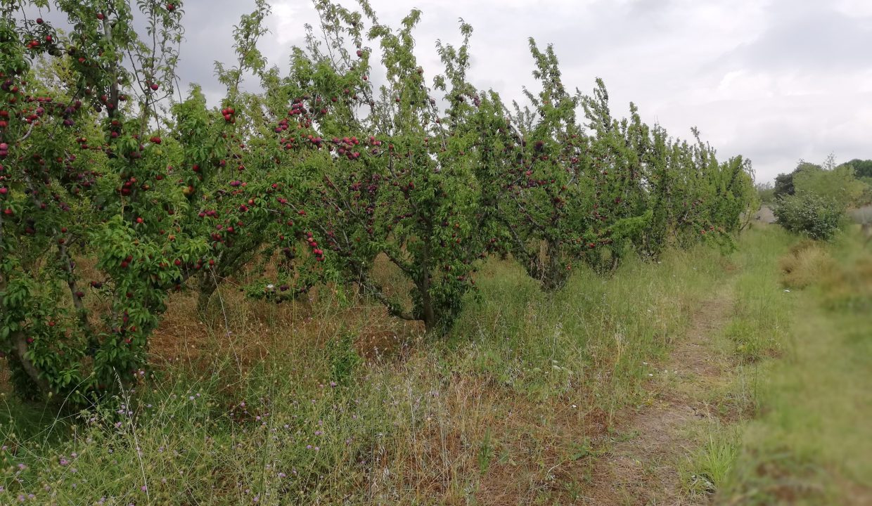 IMG_20180621_114800_resized_20200527_070139637